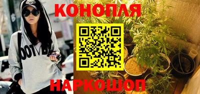 сатива Кингисепп